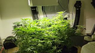 End of week one flower