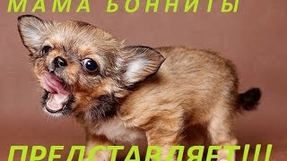 Как постричь когти собаке чихуа Как постричь когти собаке чихуа