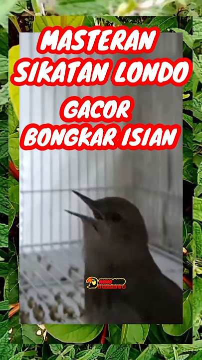 Masteran sikatan londo gacor bongkar isian #muraibatu #sikatanlondo #nightingale #masteranburung