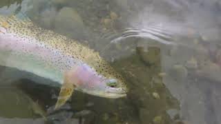 Big Brown Trout Eats My Rainbow - Fly Fishing Rainbows Brown Trout