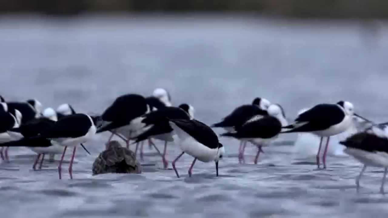 5.4 Stilts & Avocets (Non-game species)
