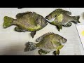 Bluegill Taxidermy… Loose Scales and Tails.. NO PROBLEM!!! Part 7