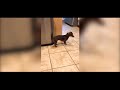 Shows dachshund tapping its tail on a trash bin shorts