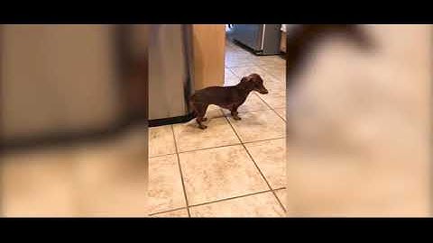 Shows Dachshund Tapping its Tail on a Trash Bin #Shorts