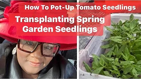 Weekly Vlog: How To Pot-Up Winter Sowed Tomato See...