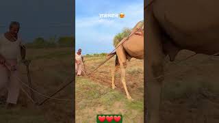 RAJASHTHAN PRIDE CAMEL 🐫  ❤❤❤👌👌🌴🌴#ytshorts #SHORTS #SHORTSFEED #farming #rajasthan #oldways