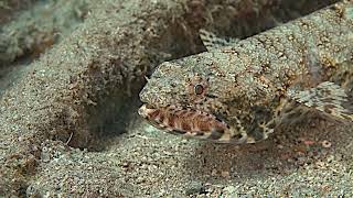 Sand lizardfish in the Red Sea