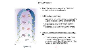 Structure And Function Of Dna- A Presentation By Dr.k