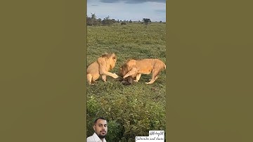 #سورة_الإخلاص #egzonibrahimi #nature #animals #education #shortvideo #foryou