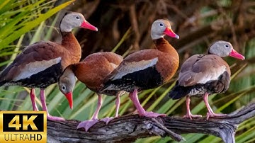 4K HD Black Bellied Whistling Ducks  #ducksunlimited #ducks