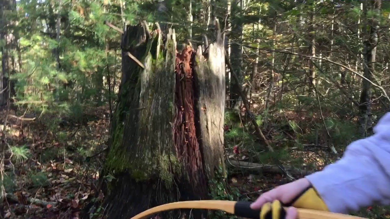 Stump hunting and shooting a wooden self (recurve) bow in the woods with handmade wooden arrows.