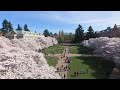 Uw cherry blossom cam facing west from miller hall