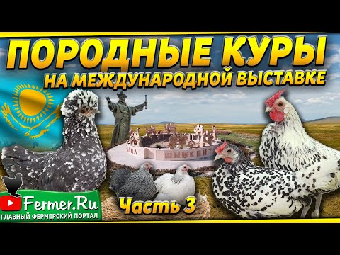 Вот ты какой, петух Гамбургский! Адлерские|Cуссекс|Леггорн|Шёлковые|Узбекская бентамка Породные куры