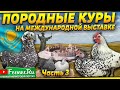 Вот ты какой, петух Гамбургский! Адлерские|Cуссекс|Леггорн|Шёлковые|Узбекская бентамка Породные куры