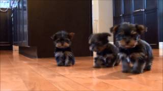 Yorkshire Terrrier puppies for sale January 6, 2015(, 2015-01-06T23:50:30.000Z)