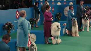 Turbotax Free Edition 2021 Commercial Dog Show  30 Second Commercial