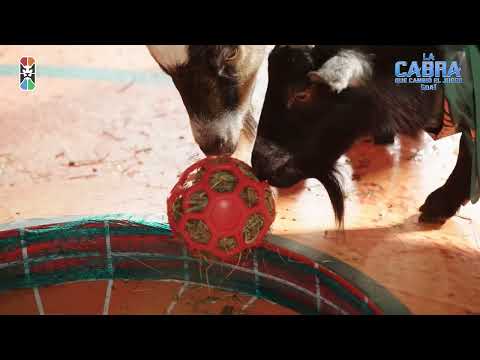 #LaCabraQueCambióElJuego – GOAT - YA en cines