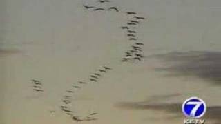 Sandhill Cranes Make Nebraska Stop