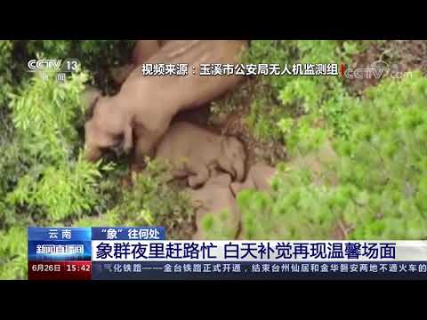 云南象群夜里赶路忙 白天补觉 再现温馨场面