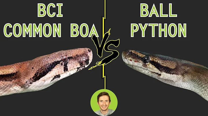 Ball Python vs Common Boa (BCI) - Head To Head