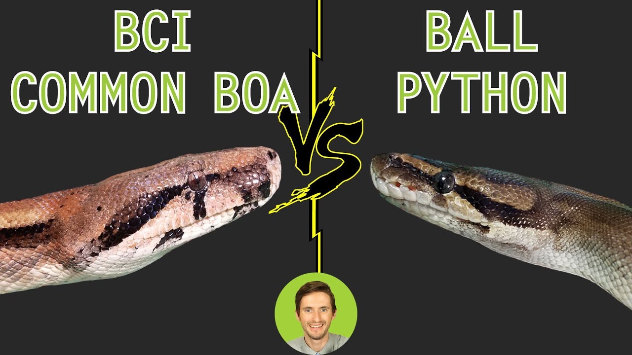 python boa constrictor