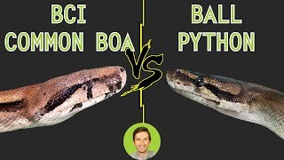 Ball Python vs Common Boa (BCI)  Head To Head