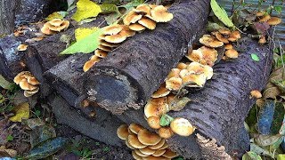 ナメコらしきキノコができてたので採ってみた