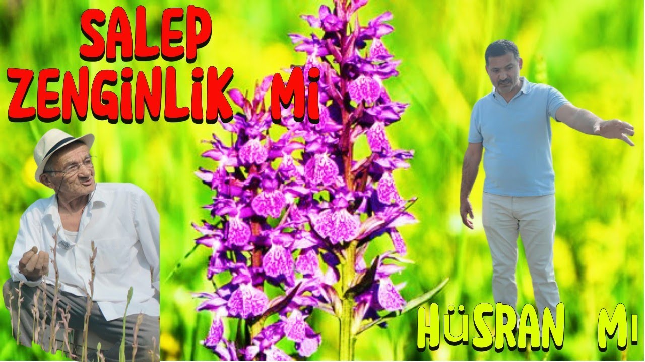 SALEP ALTIN GİBİ DEĞERLİ, Küçük Tarlada Büyük Kazanç