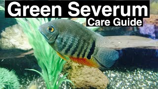 green severum care