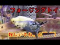 インコのおもちゃ②(フォージングトイ)難しい⁉️【セキセイインコ・保護雀・文鳥】