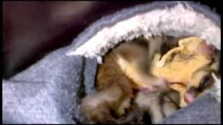Sugar glider flossing grooming