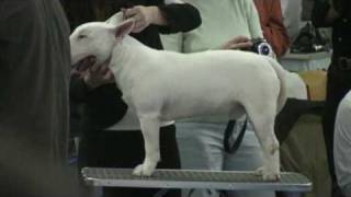 Wds 2009, Miniature Bull Terriers