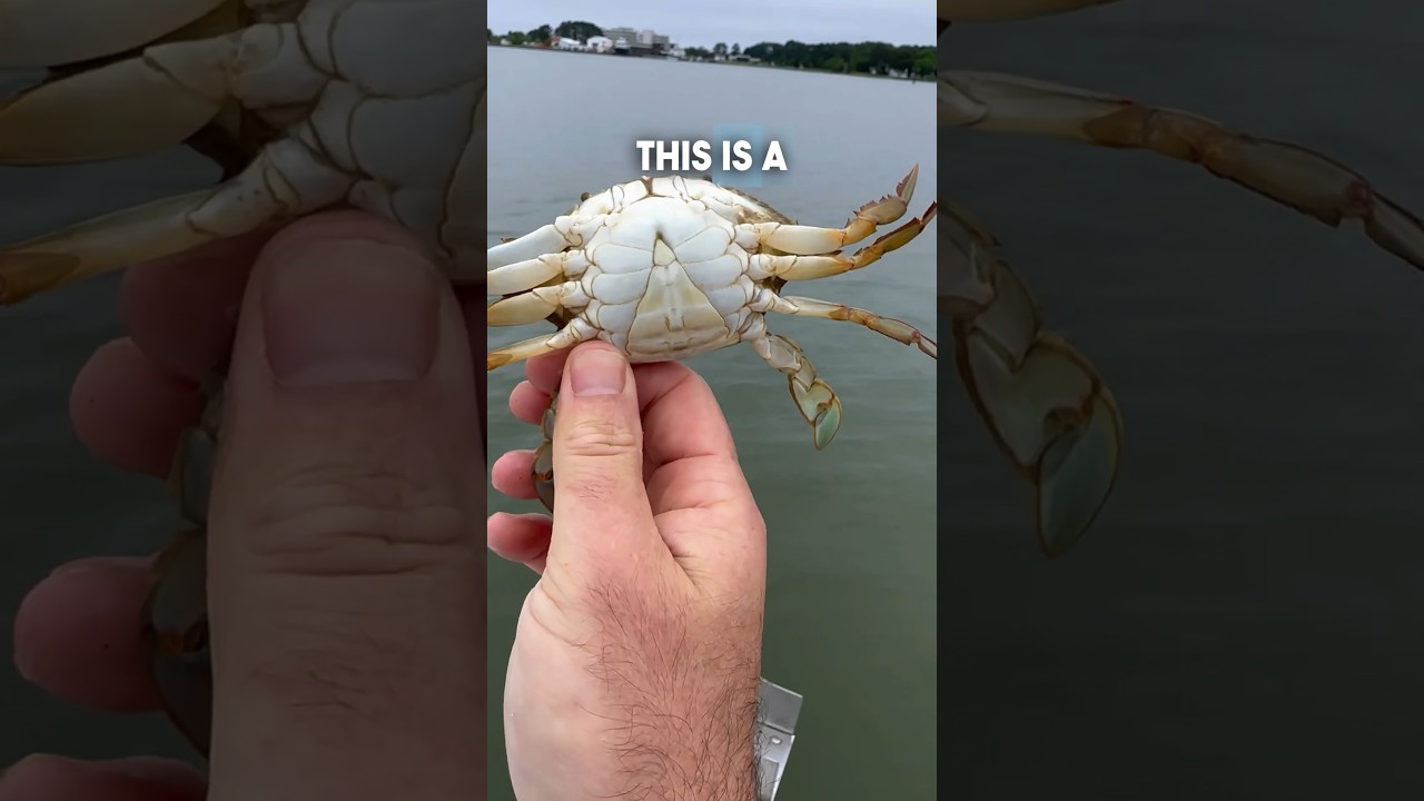 Identifying Female Crabs 🦀🦀 