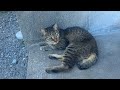 【山の下の野良猫編】いつもひとりぼっちでいた痩せた猫を保護したら予想外の甘えん坊でした
