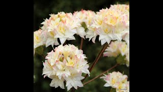 Glendoick Deciduous azaleas