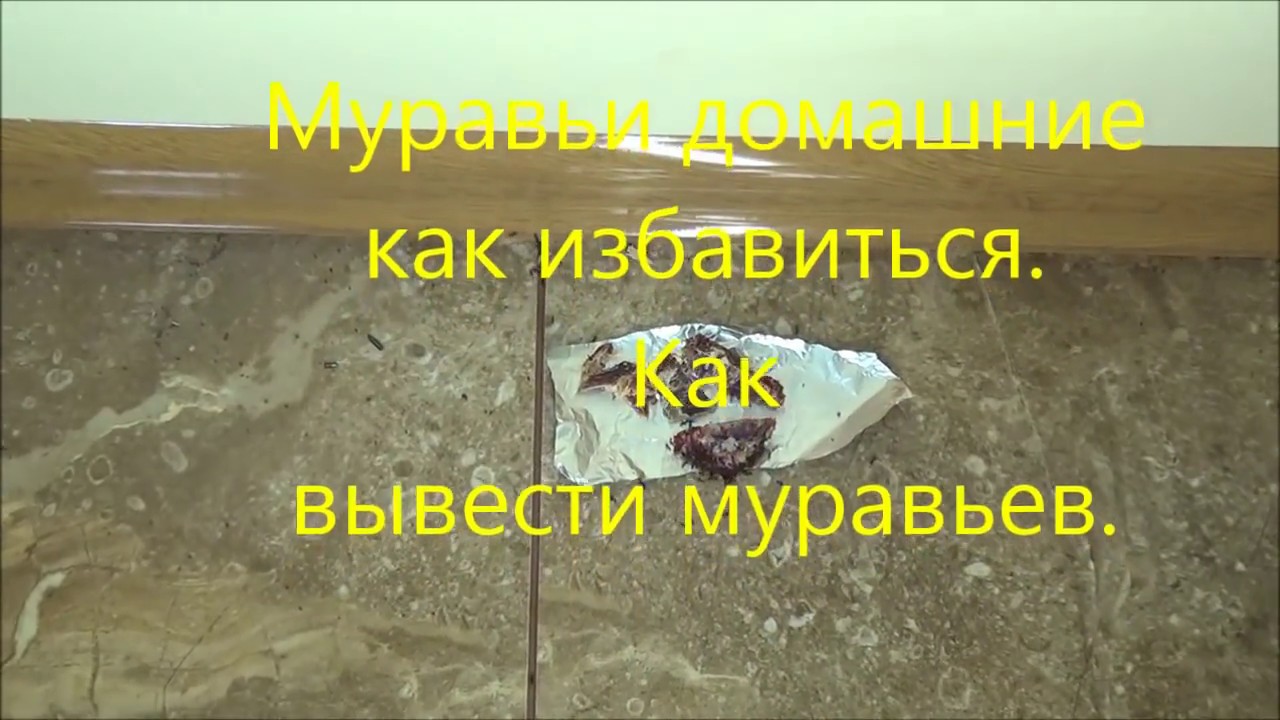 Как избавиться от муравьев в квартире. Как избавиться от рыжих муравьев ...