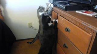 Cats attacking DVD player