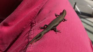 Two Tailed Lizard Two Tailed Lizard