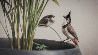 Red whiskered Bulbul | Life during a Lockdown | Earth Day Special