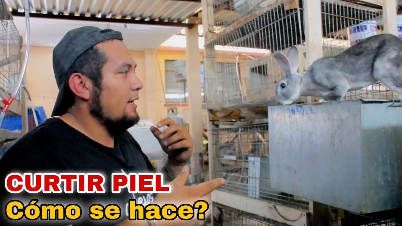Los SECRETOS del CURTIDO DE PIEL de conejo (CURSO EXPRÉS) 🐰🤠 YouTube