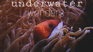 Underwater Deeply Relaxing White Underwear Sound And Music