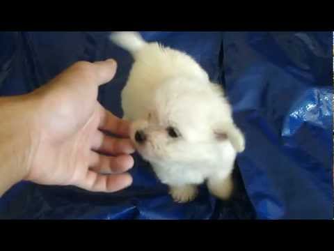 maltipoo pomeranian mix for sale