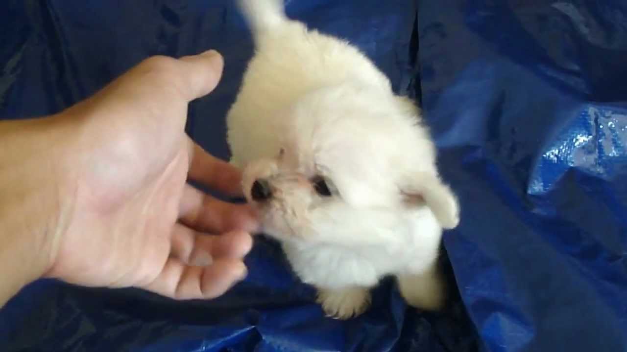 My 3 Super Cute Tiny Teacup Maltipoo Pom Maltese Poodle And Pomeranian Mix Puppies Youtube