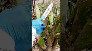 aloe vera plant cutting techniques #shorts
