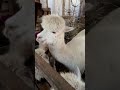 Najprzyjemniejsze w zimie #alpakitotu #wojtkowyje #alpaca #markawlasna