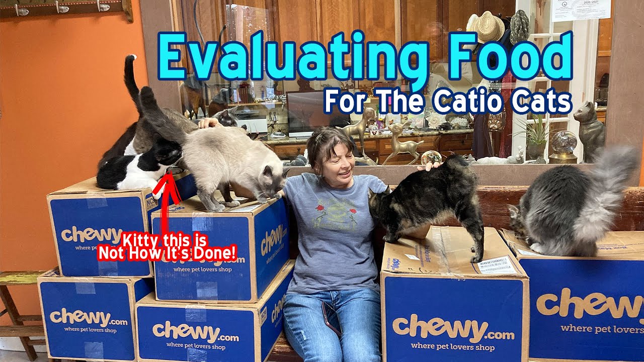 Mixing Cat Food For the Catio Cats - YouTube