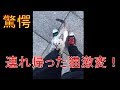 捨て猫保護して連れ帰った１時間後"ありえない変化"が！