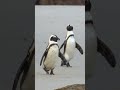 Now this is a family vacation we want to join 🐧 #SecretsOfThePenguins