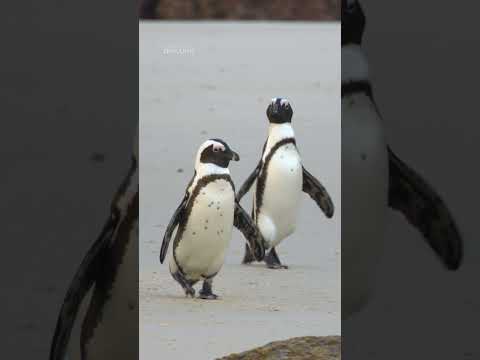 Now this is a family vacation we want to join 🐧 #SecretsOfThePenguins