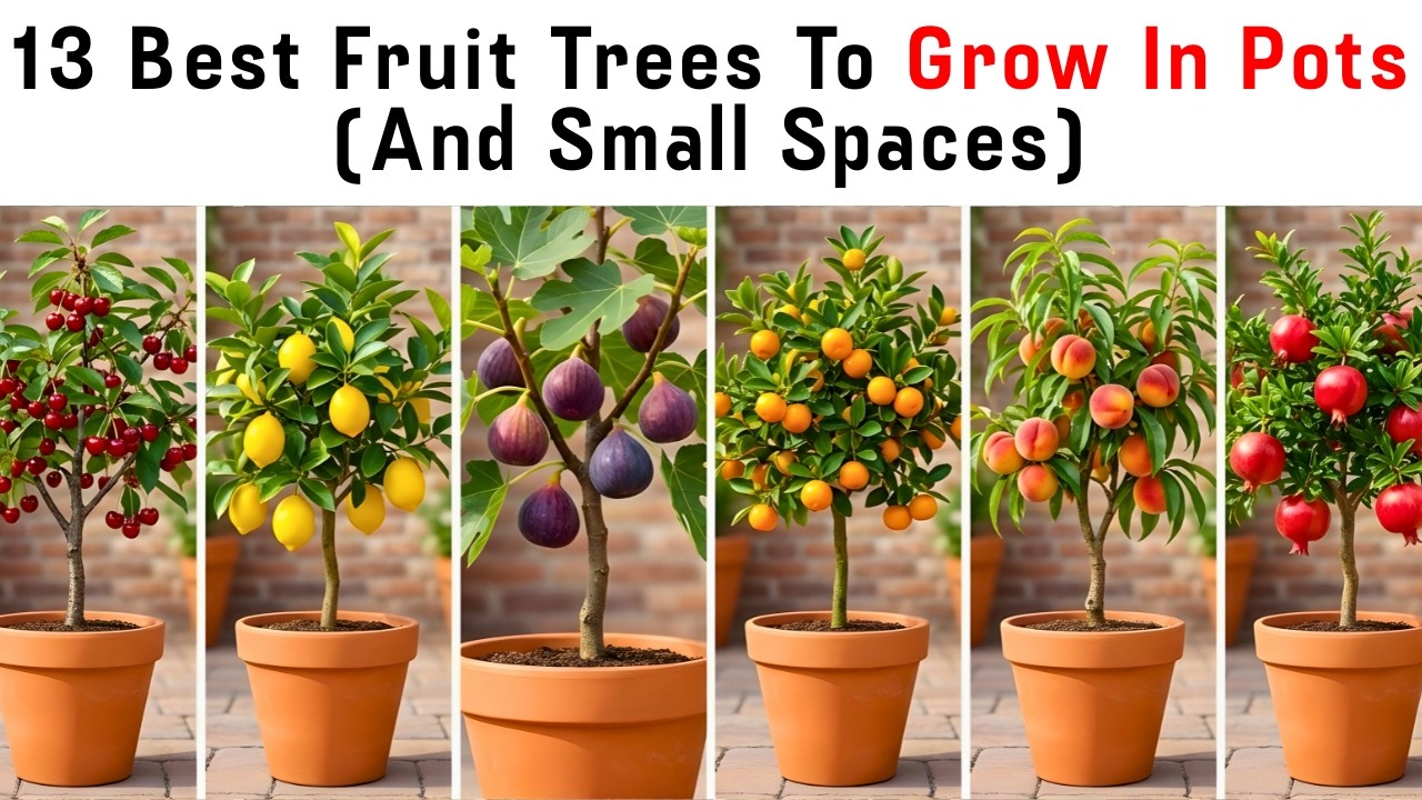 13 Best Fruit Trees to Grow in Pots and Small Spaces